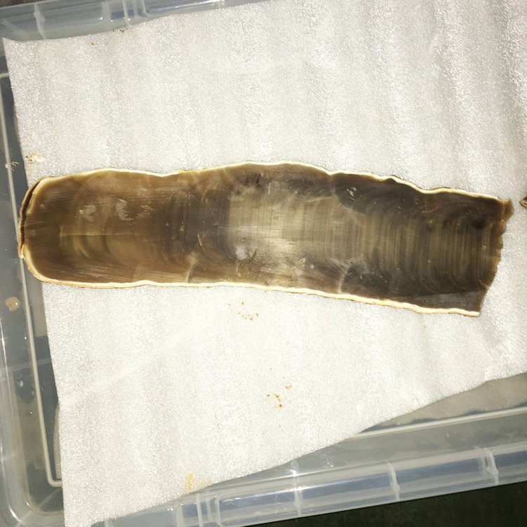 石筍，鐘乳石，方解石